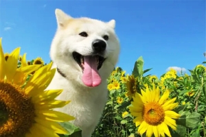 剧情电影《星守之犬》解说文案-片源下载-电影解说文案网