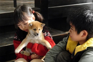 剧情电影《爱犬的奇迹》解说文案-片源下载-电影解说文案网